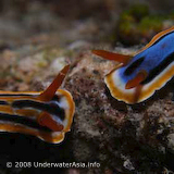Nudibranchs